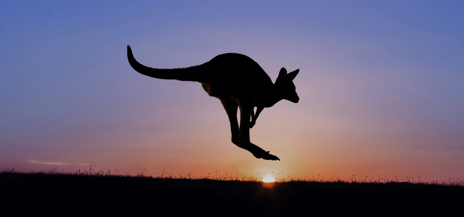 <p>Kangaroos were one of many animals brought in to entertain those hoping to get rich during the California Gold Rush.</p>
