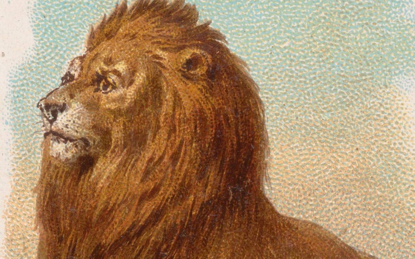Lion print for Allen & Ginter Cigarettes