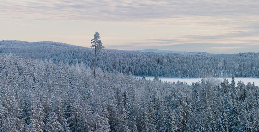 Konjunkturen är rätt och det finns en stor efterfrågan på naturturism.<br />
Därför satsar Sveaskog på sina ekoparker.  Foto: Sveaskog