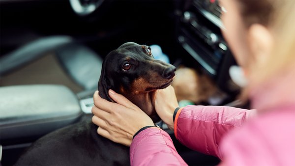 Varme i bilen: Slik tar du vare på hunden på reise