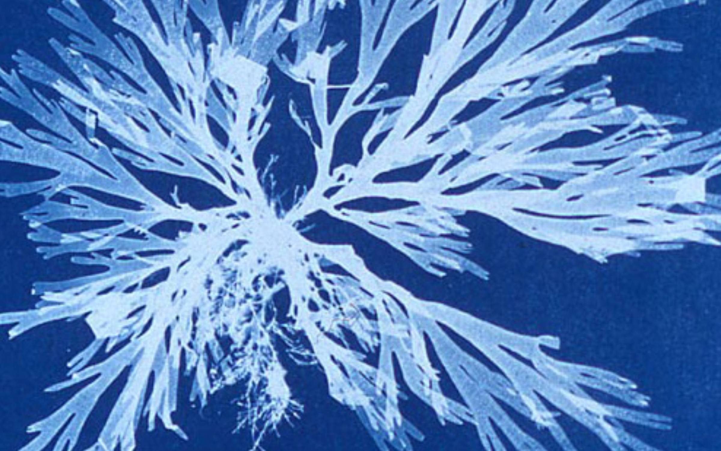 A cyanotype photogram made by Anna Atkins, part of her 1843 book, Photographs of British Algae: Cyanotype Impressions. Credit: Public Domain