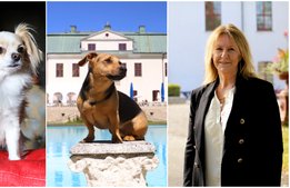 Hundlyx på Häringe Slott