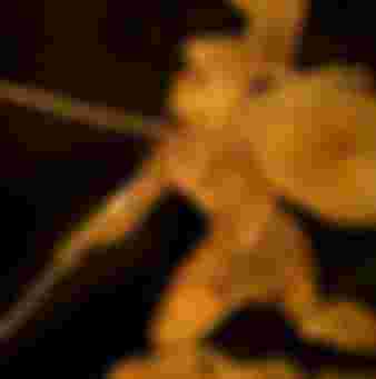 Achilles and Memnon fighting on a 300 BC Greek vase.