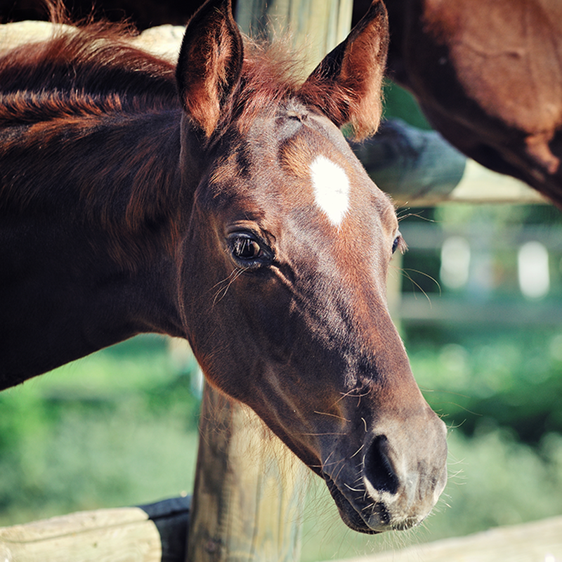 Alla Star Stable böckerna i ordning