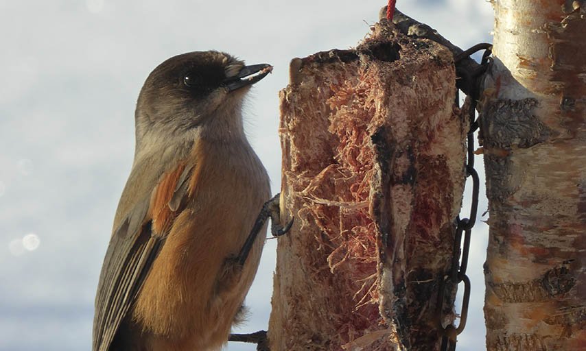 Ecotours djur- och naturtur. Fågel. Kiruna. Vinter.