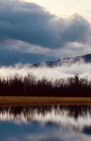 Hiking through golden birch trees in Abisko during autumn