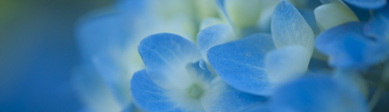Närbild av blå hortensia