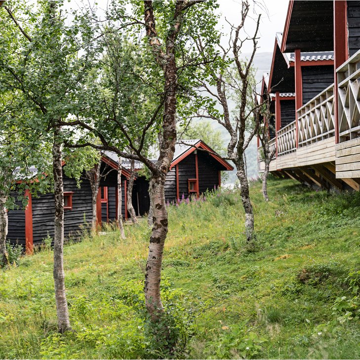 lush mountain birches in Kåppa's cottage village
