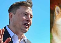 Elon Musk: Dogecoins blockkedja måste bli snabbare