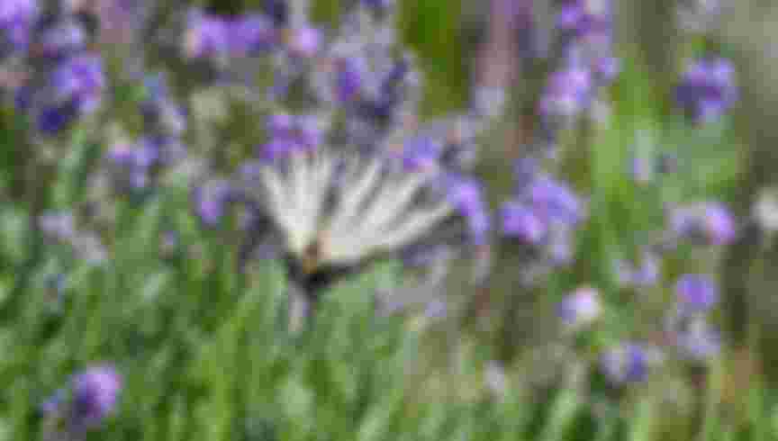 A rare swallowtail butterfly resting on lavender in Sevastopol. Credit: Vasyl Roha / Alamy Stock Photo.