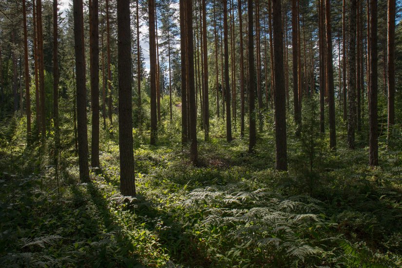 Vår hållbarhetsredovisning är klar!