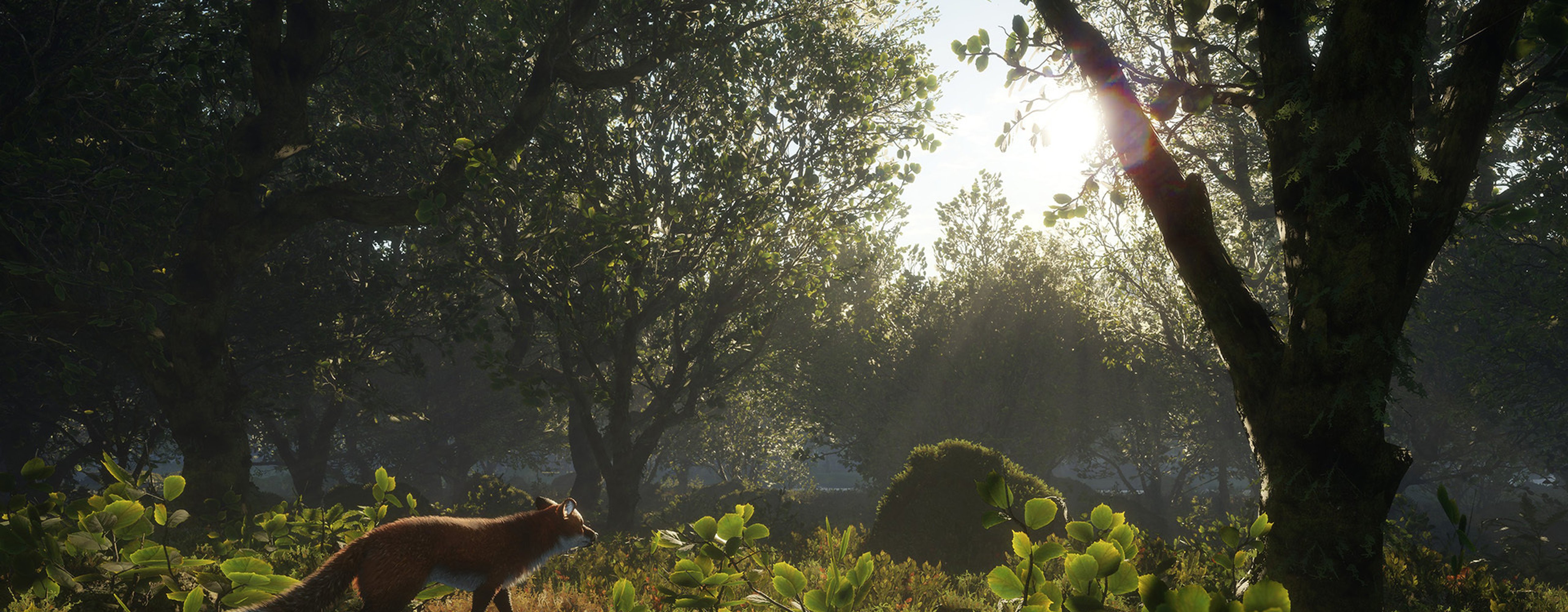 Fox in a Scottish landscape.