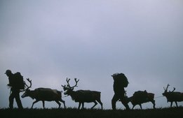 Nu vill regeringen sänka momsen på naturguider