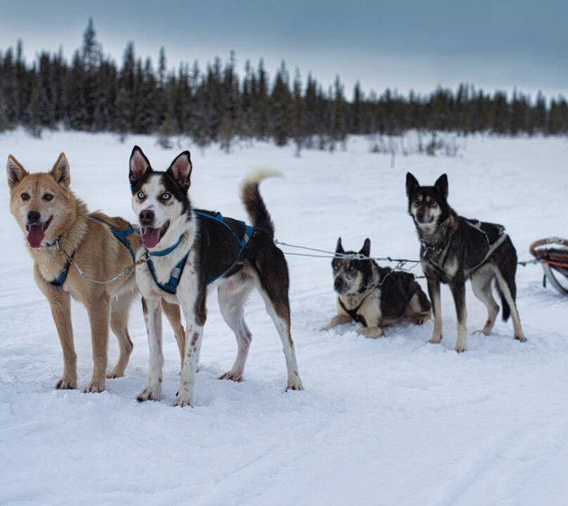 Arctic dogsled adventures övernattningstur