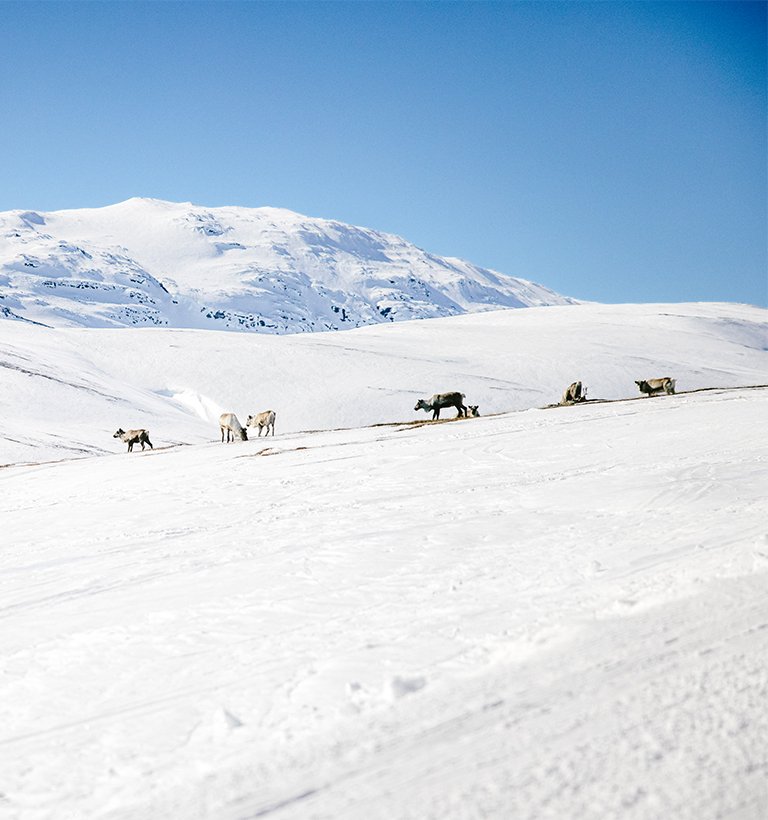 renar ligger och vilar p&aring; det sn&ouml;t&auml;ckta kalfj&auml;llet