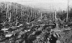 Barren tree trunks following the bombardment at Verdun, France.