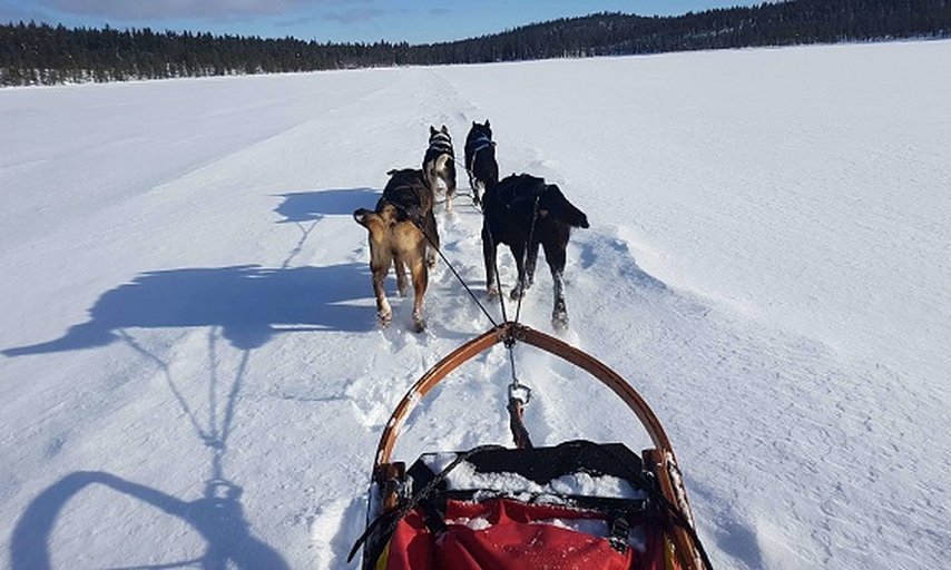 Arctic Dogsled Adventures daytour