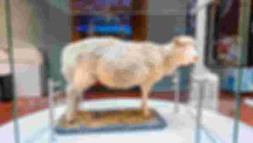 Dolly The Sheep The First Cloned Mammal Exhibit At The National Museum of Edinburgh. Credit: Norman Pogson / Alamy Stock Photo.