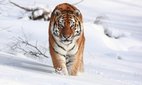 The Amur tiger.