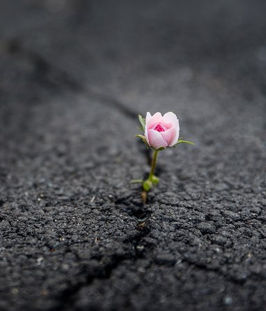 Här är litteraturen som skänker tröst i mörka tider