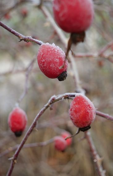 Naturnära boende i Smedjan i Källberga
