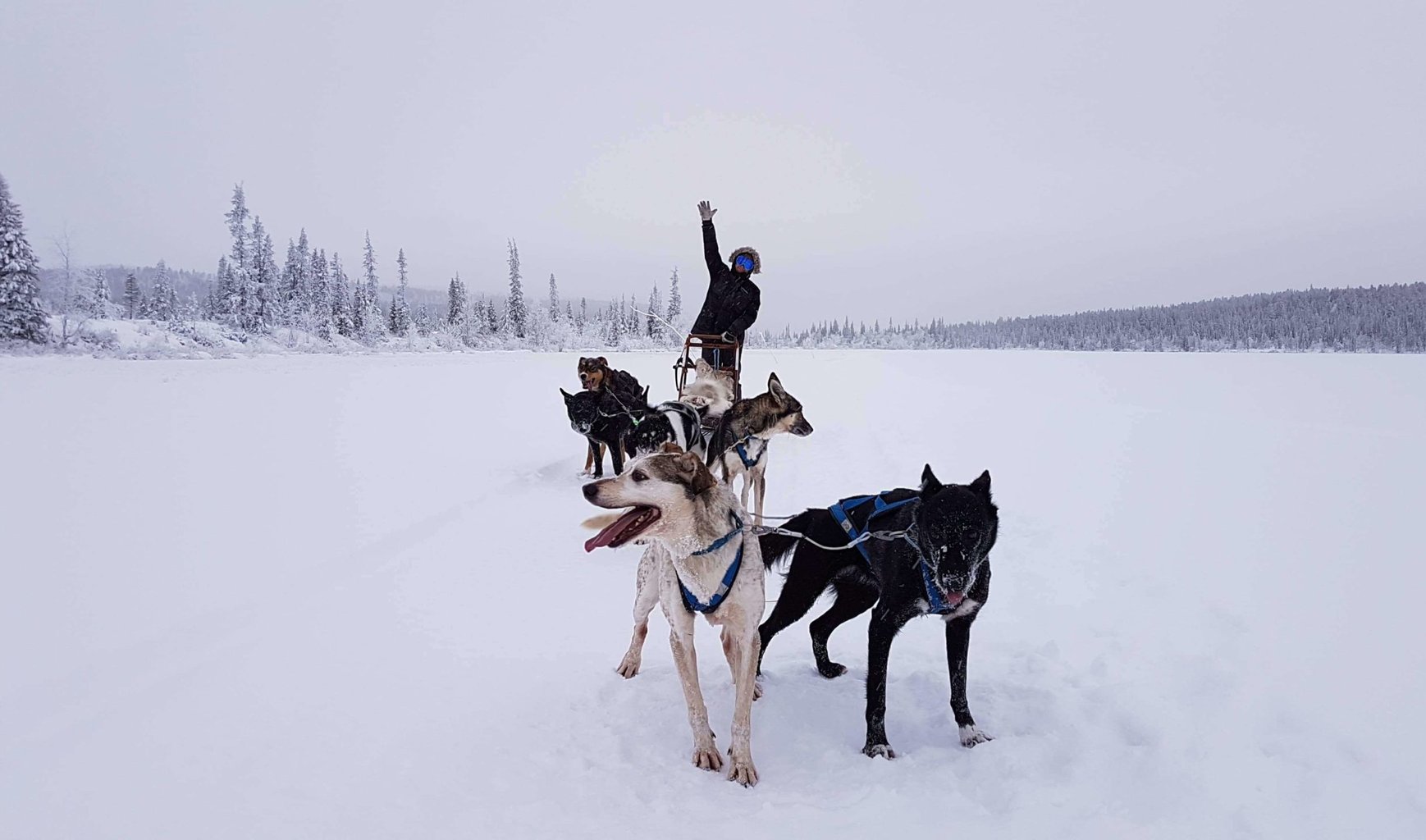 Arctic Dogsled Adventure three days tour