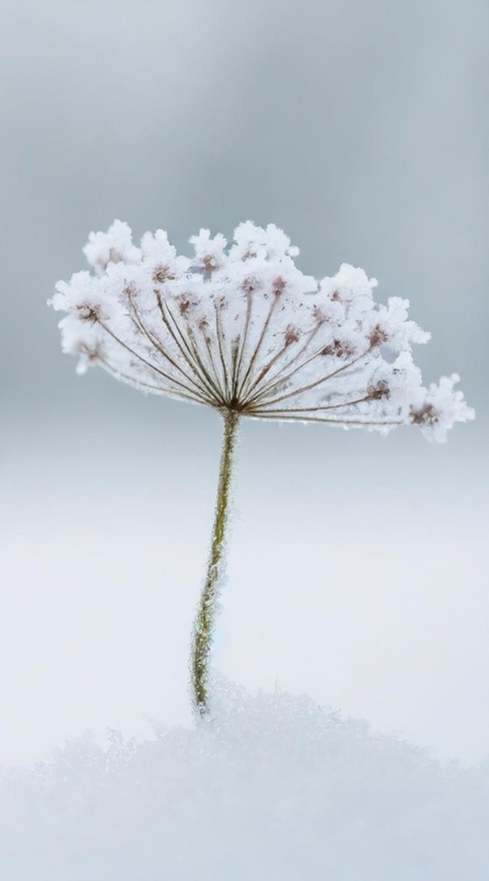 NRPV 2026 våren 800x1440 px