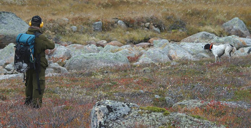 Ripjakt i fjällen. Emil Sundbergs familjeföretag Heli tappar en stor del av intäkterna. 