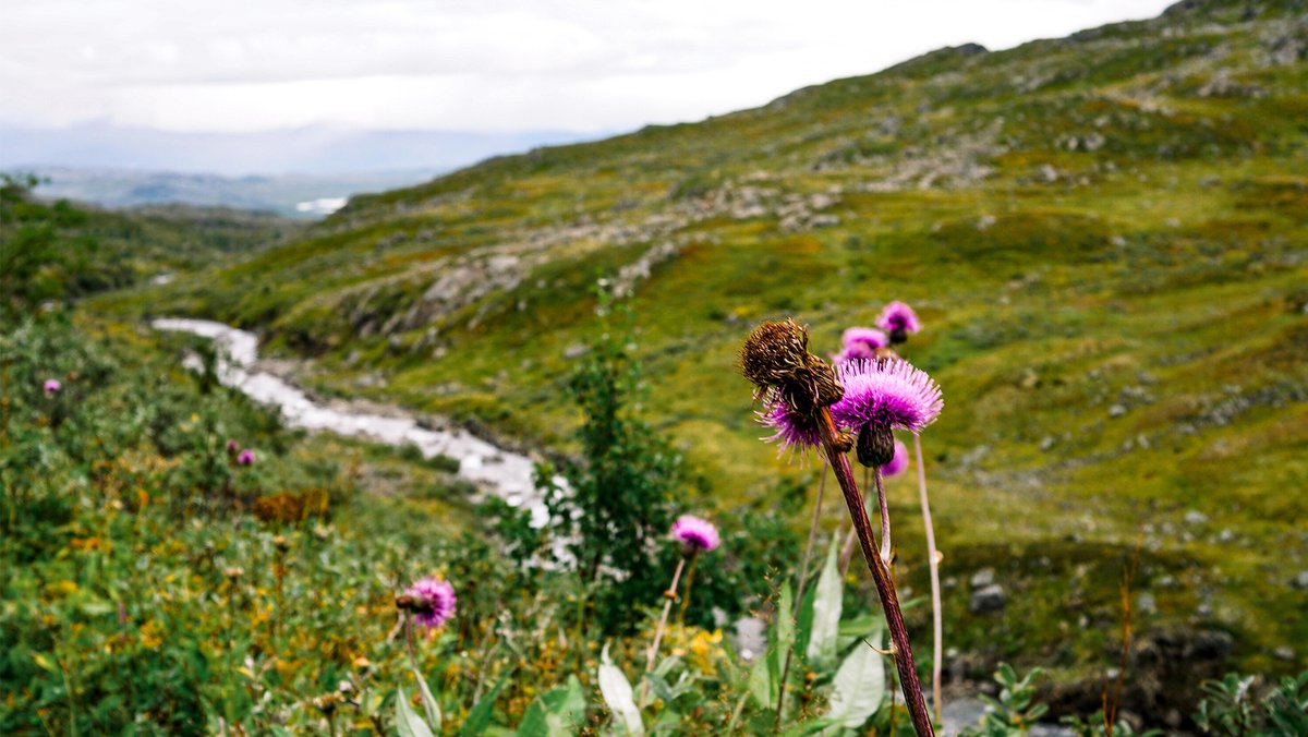fjälltistel i förgrunden av en jokk och fjälltopp