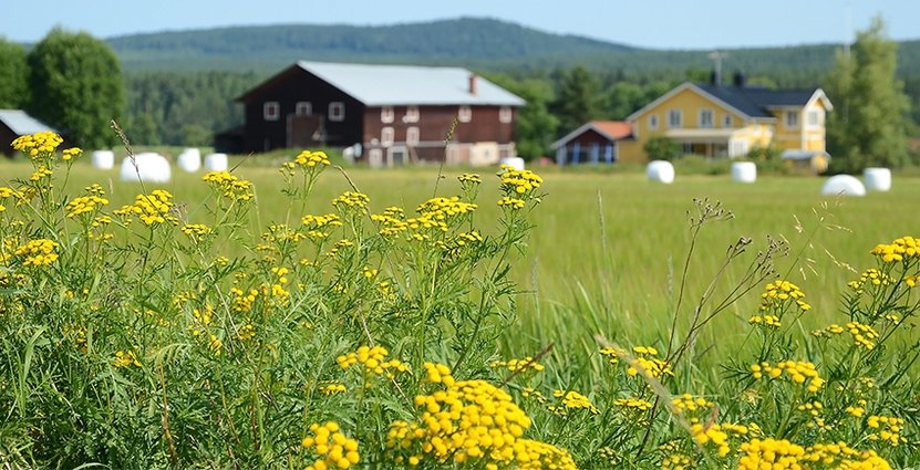 Jordbruksverket har bland annat prioriterat projekt med fokus på miljömässig hållbarhet. Foto: Colourbox