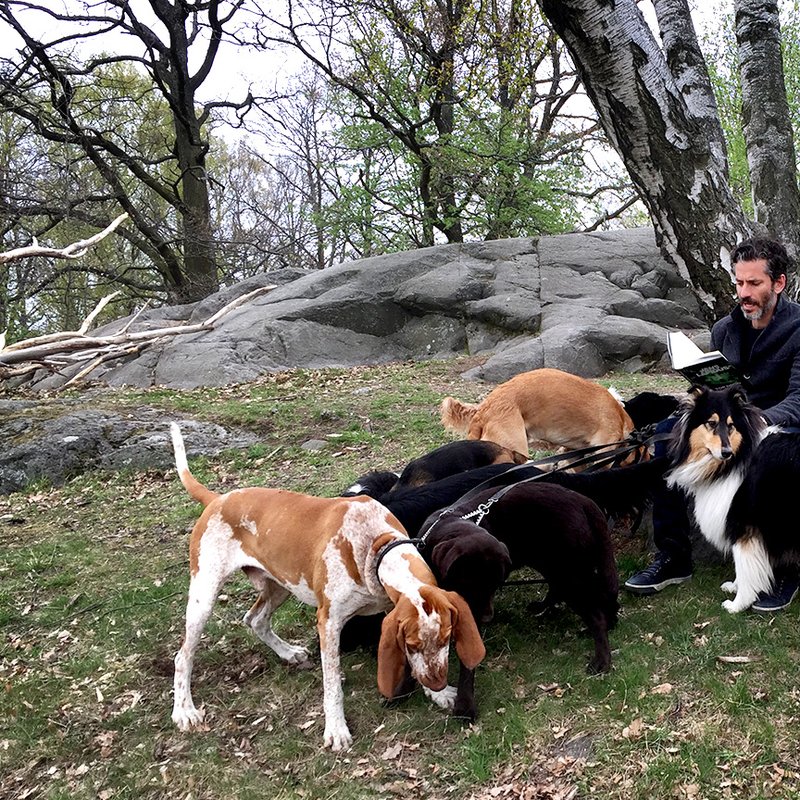 En författare, 10 hundar