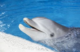 Kolmården stänger delfinariet: “Måste göra det som är rätt”