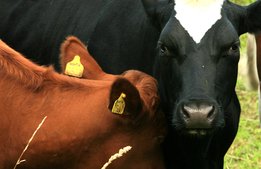 Sörmland säger nej till köttmärkning