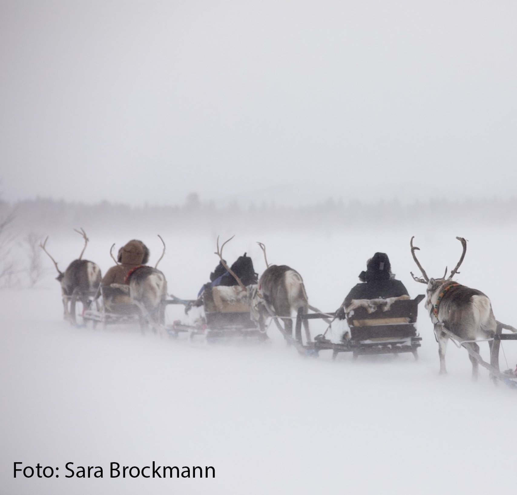Giron Reindeer