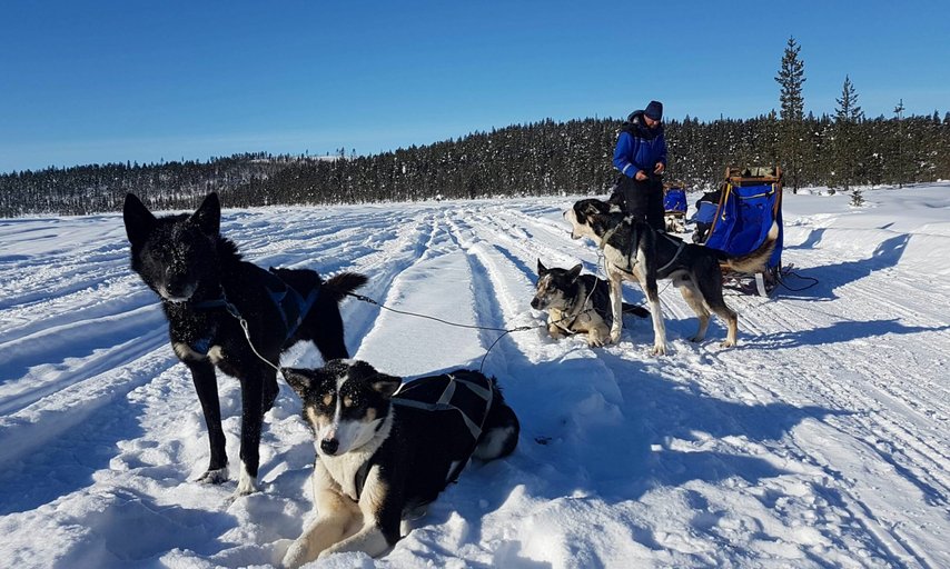 Arctic Dogsled Adventure three days tour