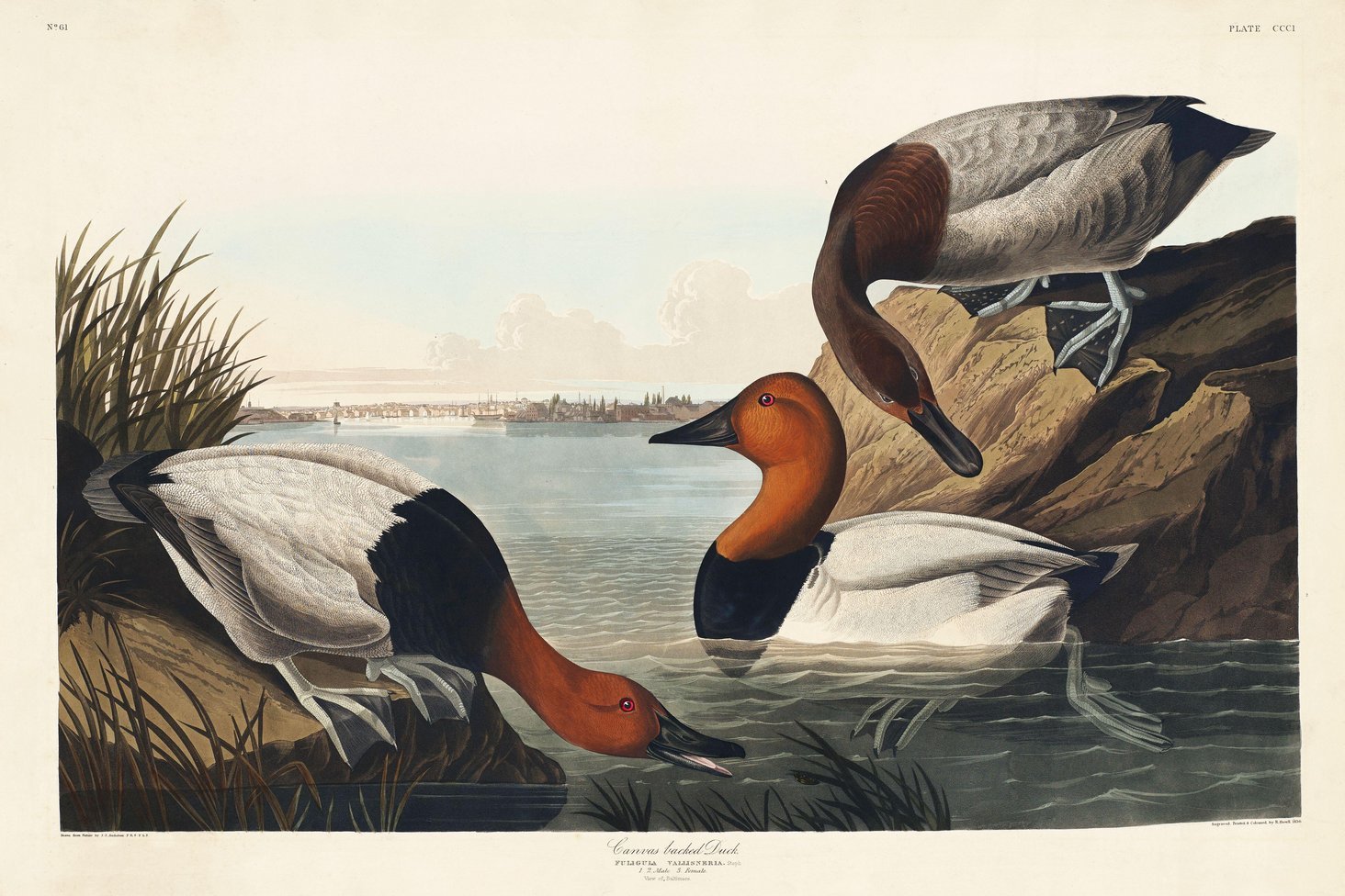 Robert Havell, Jr. after John James Audubon, detail from 'Canvas backed Duck,' in The Birds of America, pl. 301. 1836.