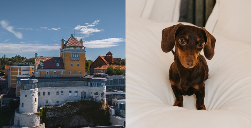 Snart öppnar Villa Foresta Hundspa  – Sveriges första spa för hundar. FOTO: Chatarina Lundin