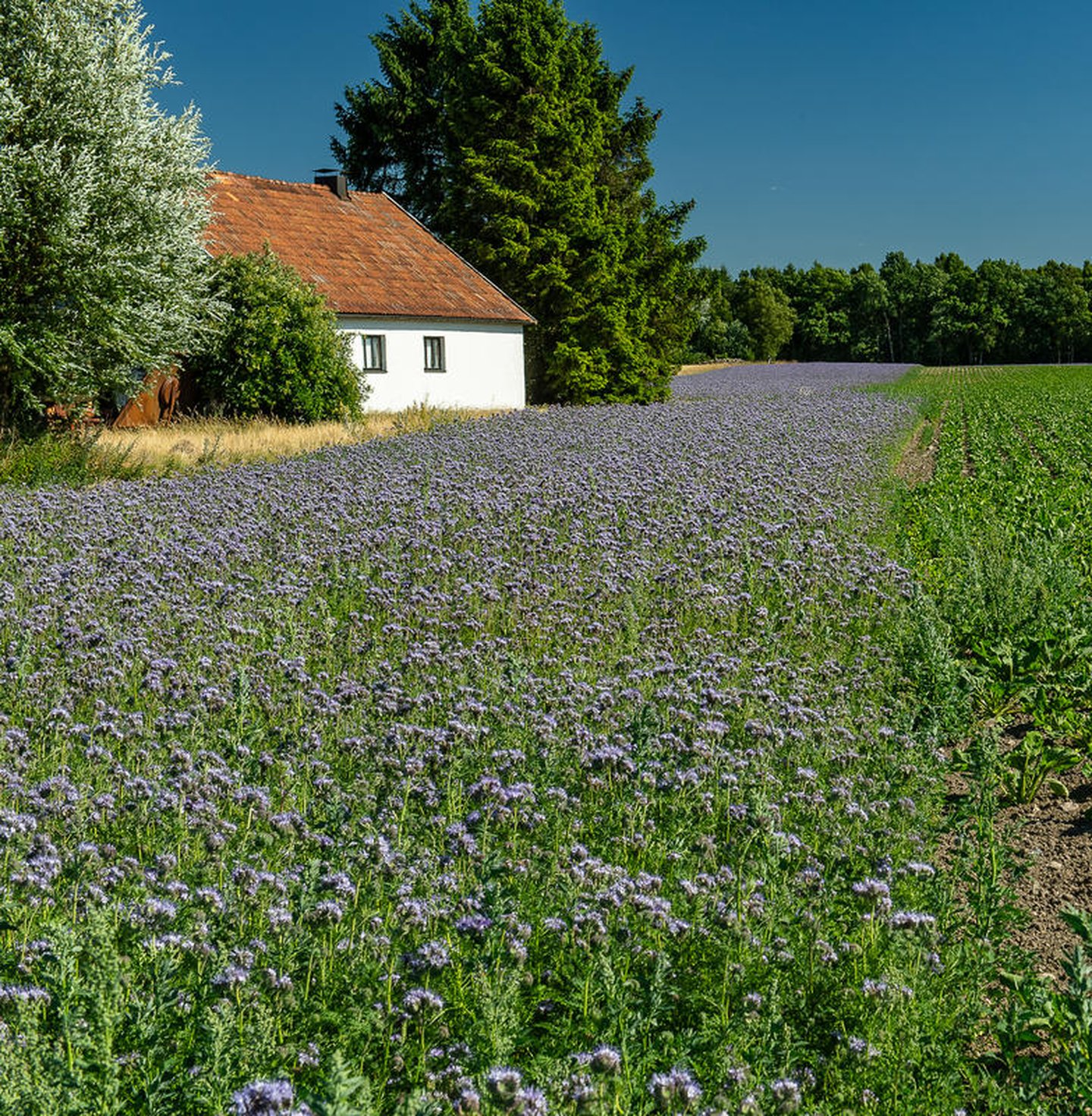 Lacy phacelia (Phacelia tanacetifolia). Sown at the edge of a field to promote biodiversity.