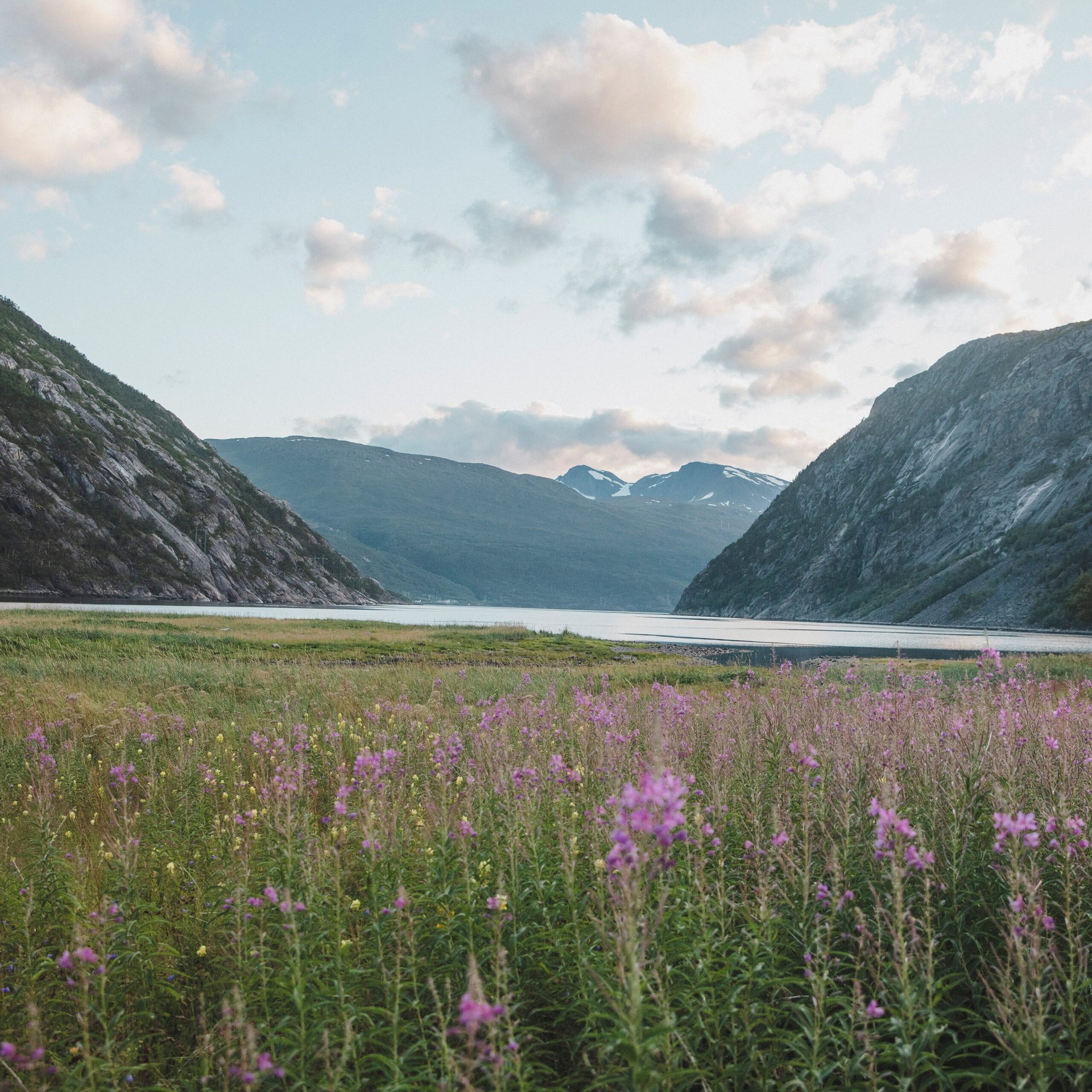 en sommarvacker dal och fj&auml;llsj&ouml; omgiven av berg med blommande rallarrosor i f&ouml;rgrunden