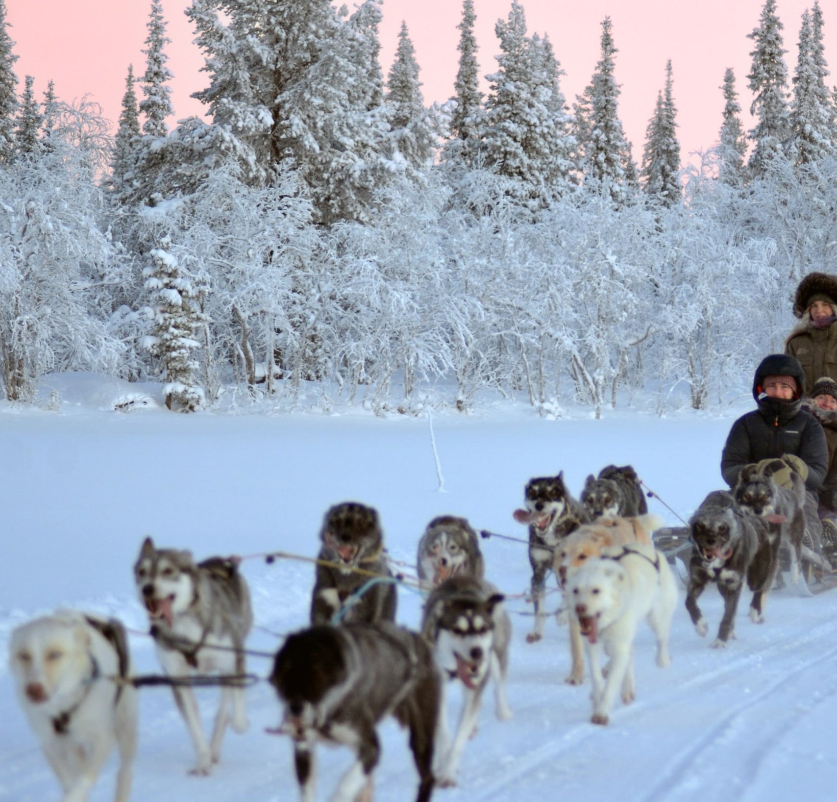 Snowdog Sunrise zen husky tour
