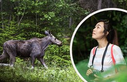 Satsning på kinesisk turism äventyras