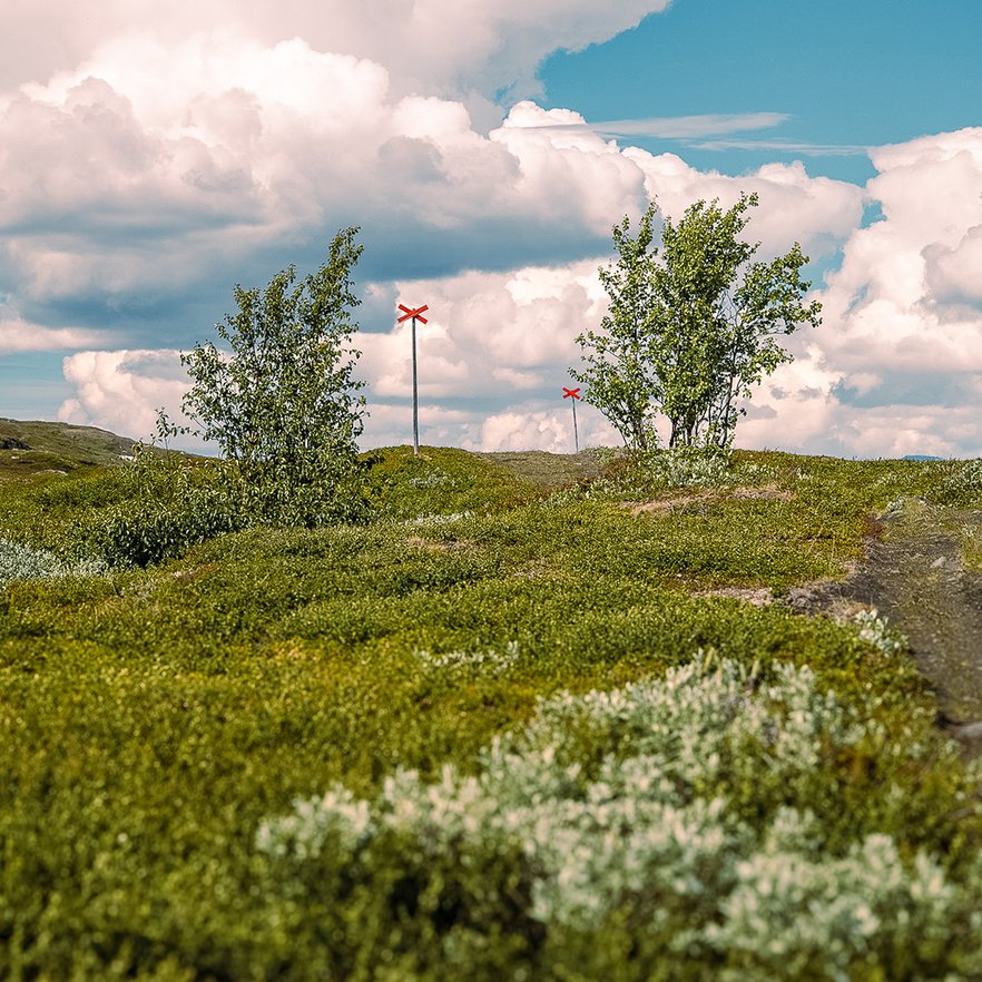 gr&ouml;nskande mark p&aring; fj&auml;llet med skoterledskryss l&auml;ngre bort
