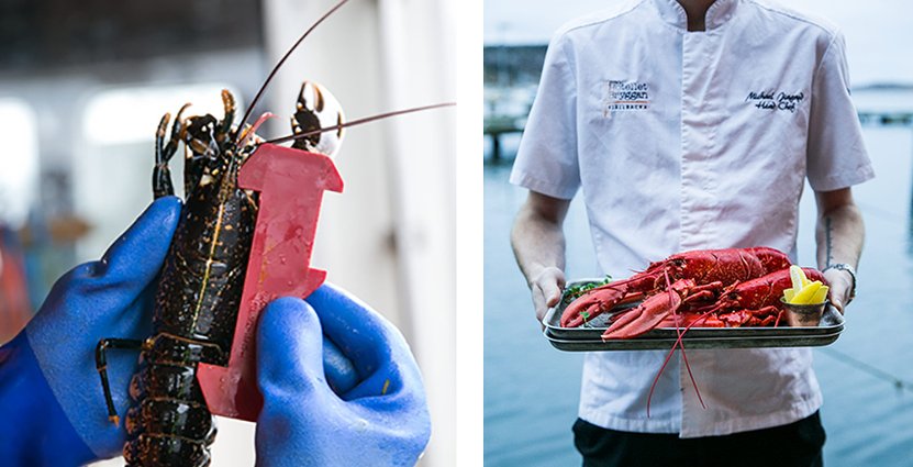 Hotellet Bryggan i Fjällbacka erbjuder ett hummerpaket med<br />
  hummerfiske, femrätters hummersupé och övernattning. Foto: Madeleine Landley