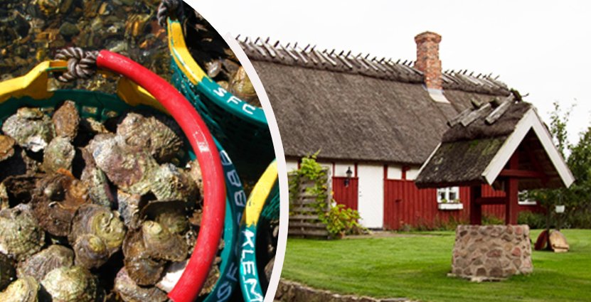 Ostronsafari i Grebbestad eller vinprovning i Arild,<br />
 minst lika spännande som utomlands, tycker SJ. Foto: Bröderna Klemming, Arilds Vingård