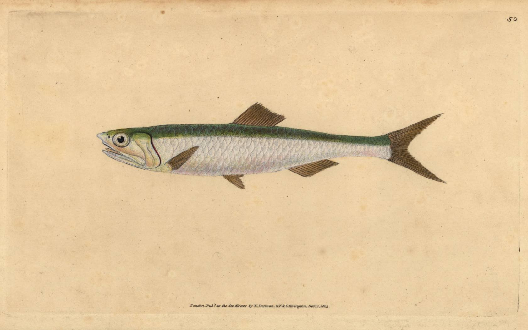 European anchovy.