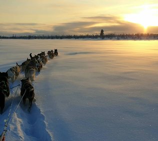 Husky dreams fikatur