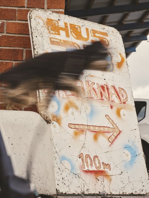 Skylt som ber&auml;ttar om en marknad i n&auml;rheten. I f&ouml;rgrunden syns en hund i r&ouml;relse.