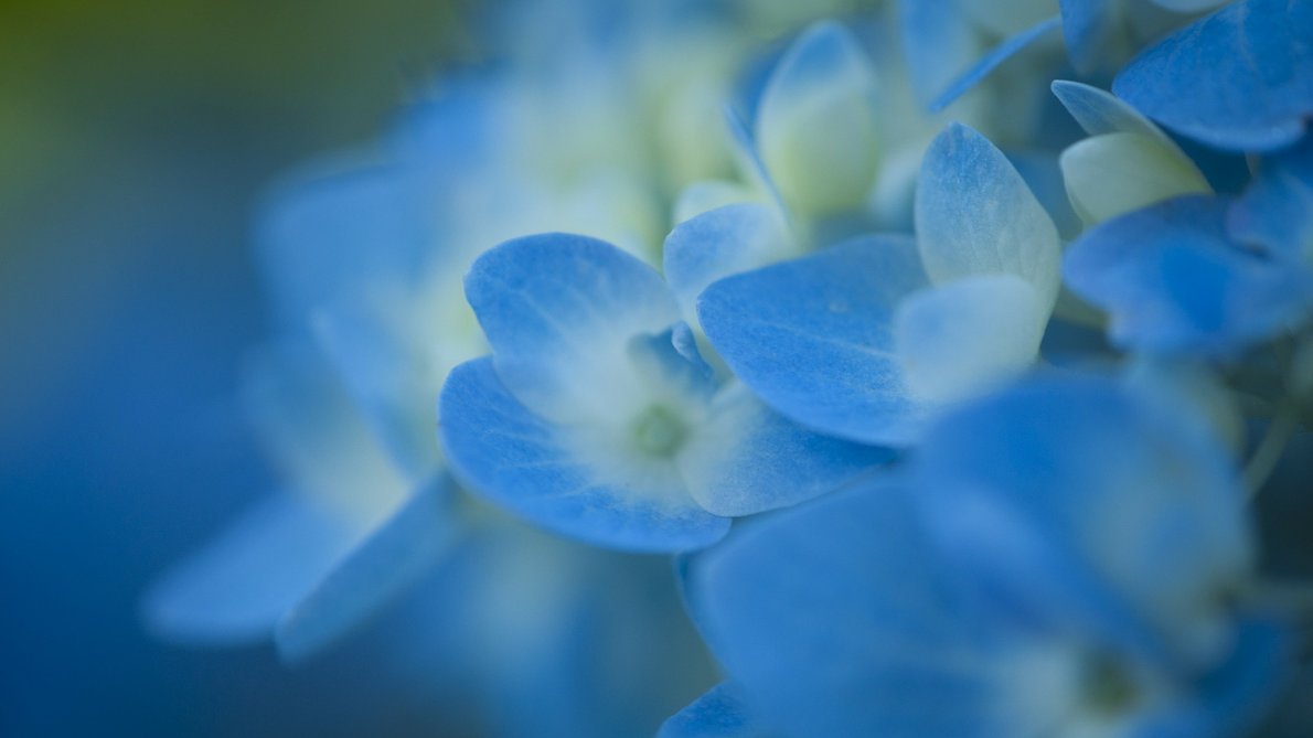 Bild på blå hortensia
