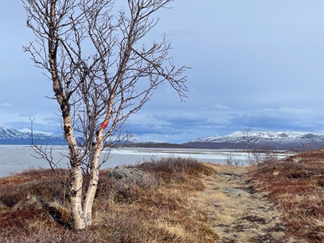 the rallar road through abisko national park with Torneträsk in the background