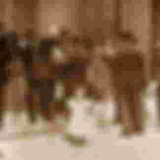 Street musicians in London in the Edwardian era.